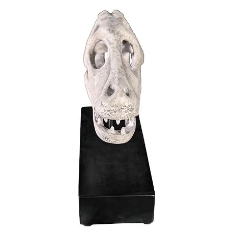 Velociraptor Dinosaur Skull Fossil Statue on Museum Mount