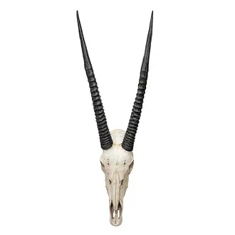 Gemsbok African Wall Trophy
