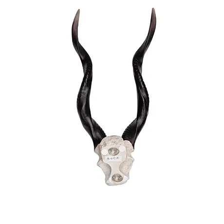 Kudu African Wall Trophy: Each