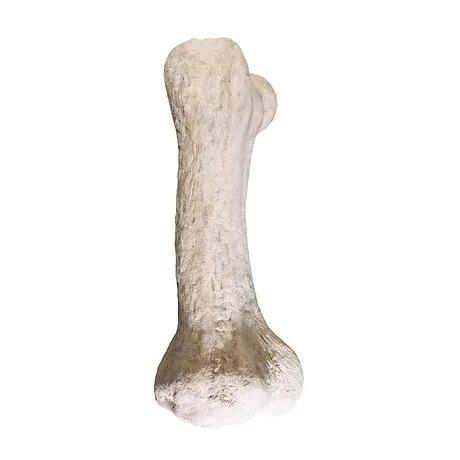 Gigantic Dinosaur Bone Fossil Statue