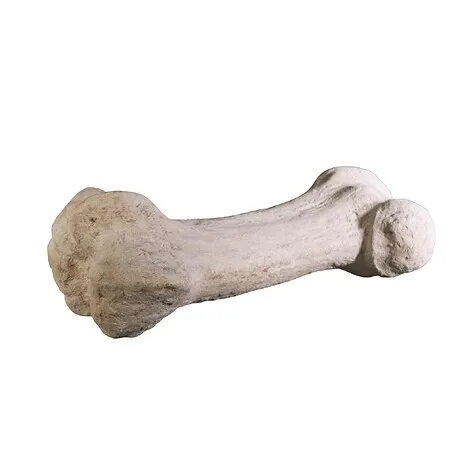 Gigantic Dinosaur Bone Fossil Statue