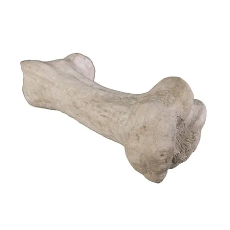 Gigantic Dinosaur Bone Fossil Statue