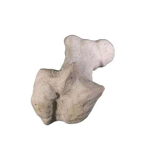 Gigantic Dinosaur Bone Fossil Statue